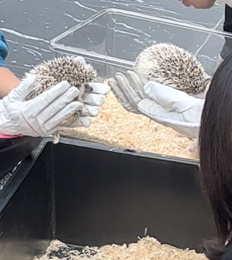 3 pic. アクアリウム東京行ってきました。 相変わらずこの手のイベントはカオス。 猫がいると言っても、もう還暦だからと言っても（嘘）「大丈夫です」とミーアキャットやメンフクロウなどを売り付けようとしてくる。 相変わらずお触りコーナーの動物たちはにげも隠れも出来ず触られ放題😩 https://t.co/m98MrcNg9k