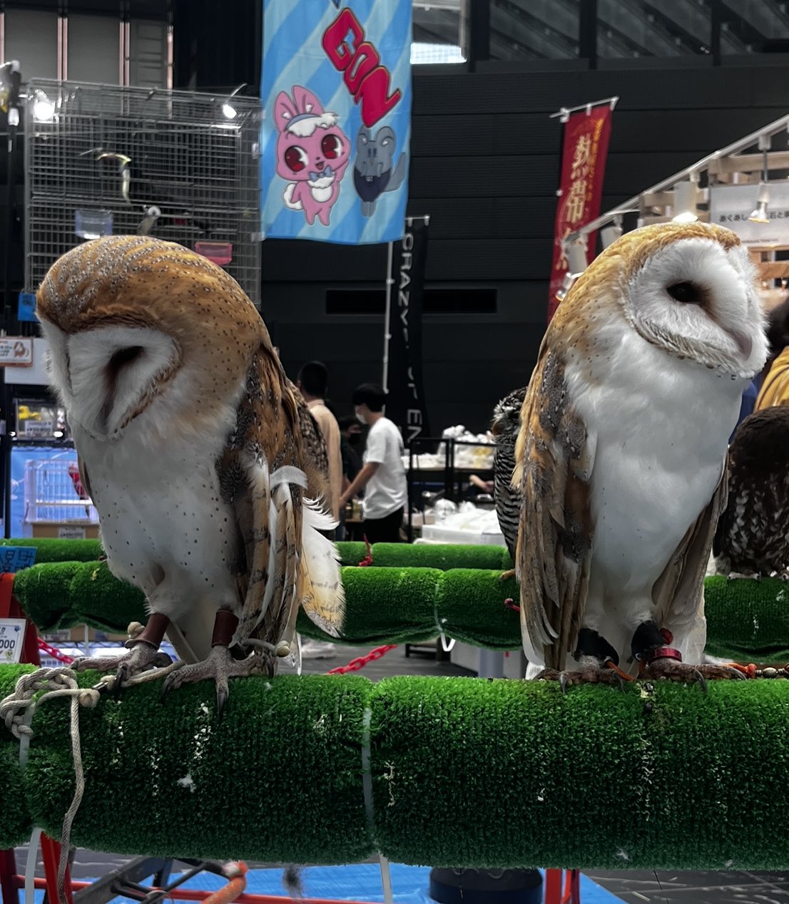 4 pic. アクアリウム東京行ってきました。 相変わらずこの手のイベントはカオス。 猫がいると言っても、もう還暦だからと言っても（嘘）「大丈夫です」とミーアキャットやメンフクロウなどを売り付けようとしてくる。 相変わらずお触りコーナーの動物たちはにげも隠れも出来ず触られ放題😩 https://t.co/m98MrcNg9k