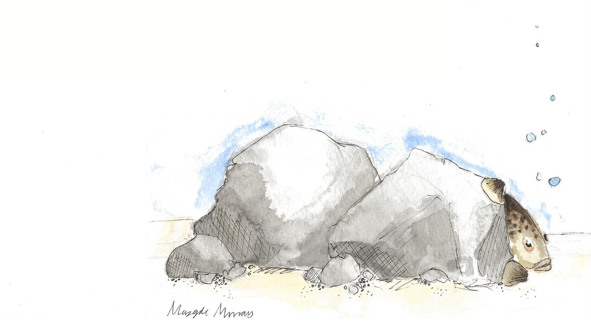 SeasTheDayPod's tweet photo. .@SeasTheDayPod Ep 32 - Gilbert the Grouper
'Gilbert the Grouper’ was written by Andres Hernandez & illustrated by Maggie Murray
Click on the link to view the story of ‘Gilbert the Grouper’ https://t.co/lWajzETkwb & scroll to see illustrations
#DUML #DukeEngage #podcast https://t.co/OeeGOr2WH3