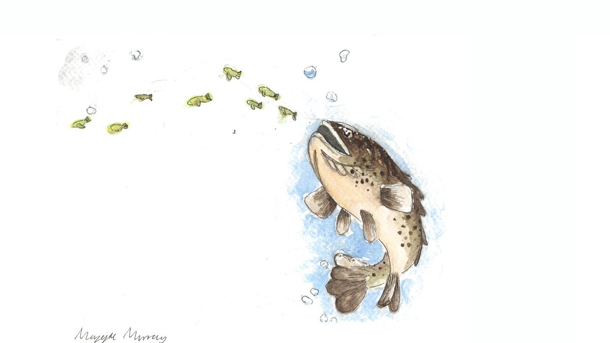 SeasTheDayPod's tweet photo. .@SeasTheDayPod Ep 32 - Gilbert the Grouper
'Gilbert the Grouper’ was written by Andres Hernandez & illustrated by Maggie Murray
Click on the link to view the story of ‘Gilbert the Grouper’ https://t.co/lWajzETkwb & scroll to see illustrations
#DUML #DukeEngage #podcast https://t.co/OeeGOr2WH3