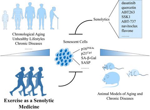 ChristophBurch's tweet photo. Is exercise a senolytic medicine? A systematic review
https://t.co/X1M74Yuem0 https://t.co/5tYZZ4iTCJ