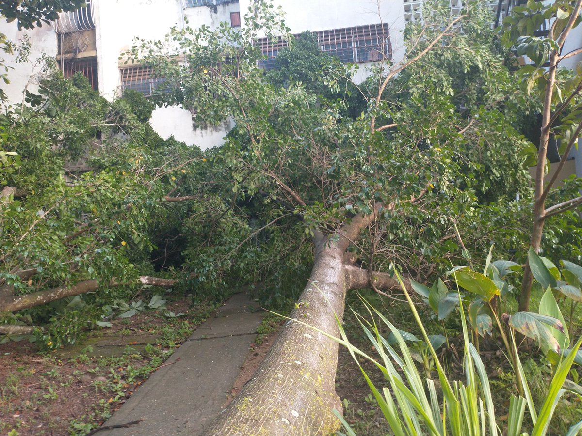 ALEXIASARM's tweet photo. @Alc_SanDiego caída de árbol en edificio 8 morro II https://t.co/XnRyINorb0