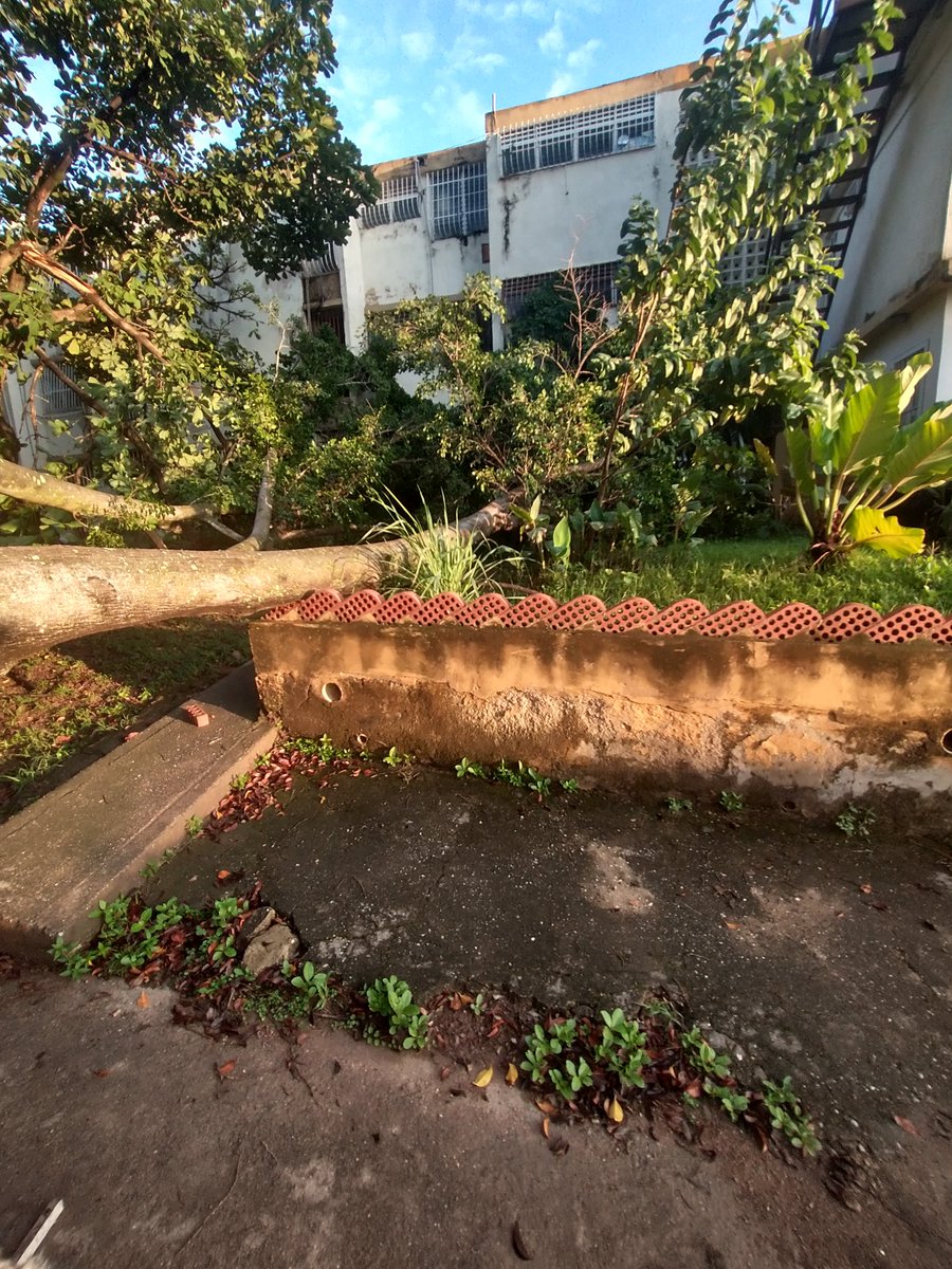 ALEXIASARM's tweet photo. @Alc_SanDiego caída de árbol en edificio 8 morro II https://t.co/XnRyINorb0