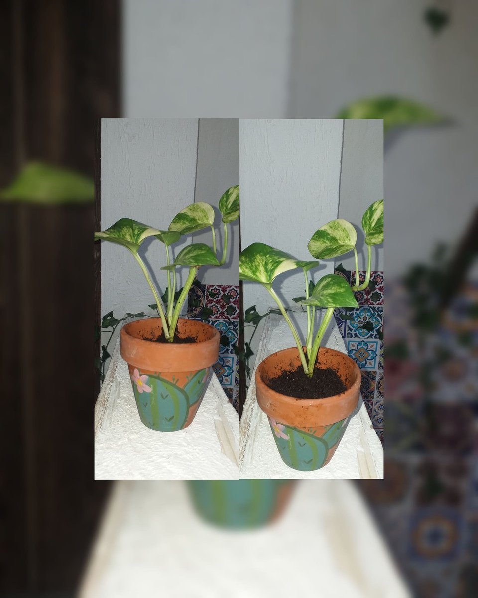 plantes chez pep tweet media