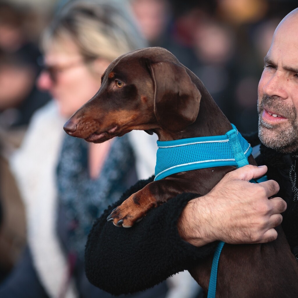 foyersphoto's tweet photo. Fantastic day yesterday at the Southwold sausage dog walk Well Done to all the team that put so much effort into organising a world record day. if you like to see the images there now on my website link in the bio

3 of 3

#miniaturedachshundofinstagram
… https://t.co/Rud5ir7sDO https://t.co/ntjE5PYM7Z