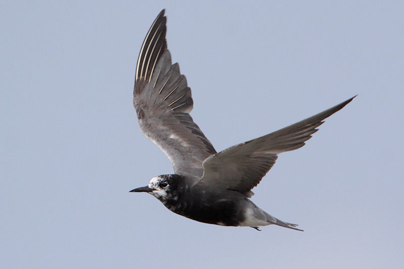 Waterbird Society tweet media