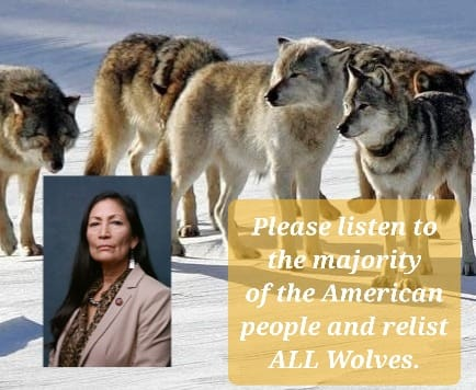 .<a href="/SecDebHaaland/">Secretary Deb Haaland</a> Wolves need federal protection...#RelistWolvesNow #indigenouspeopleday Honor our traditions.🪶🪶🪶
