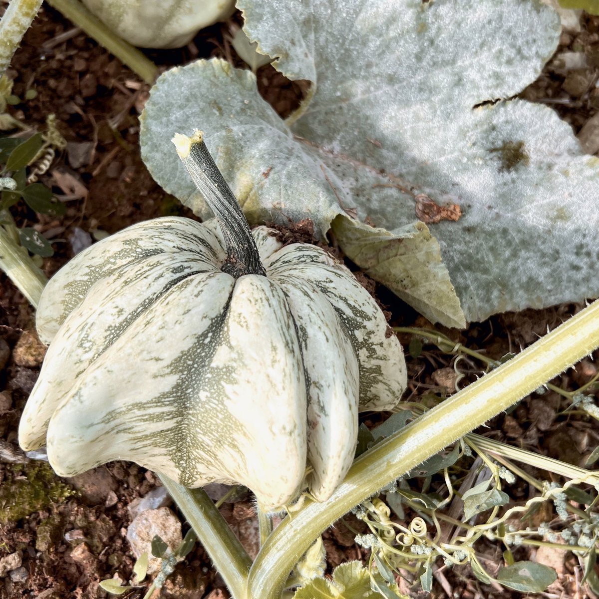 As well as our big beautiful pumpkins, this year we have grown a selection of different mini pumpkins! We can’t wait to see how people use them in decorations. For more information on our opening times visit our Instagram, Facebook or website 👻 #halloween #halloweenfun