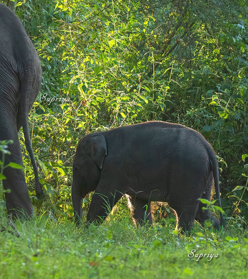 The cute calf 🐘 
Kabini, Nagarhole National Park, India 🇮🇳 

#elephant #forest #wild #wildlife #wildlifephotography #ThePhotoHour #BBCWildlifePOTD #nature #NaturePhotography #TwitterNatureCommunity #photography #PhotoOfTheDay #canon