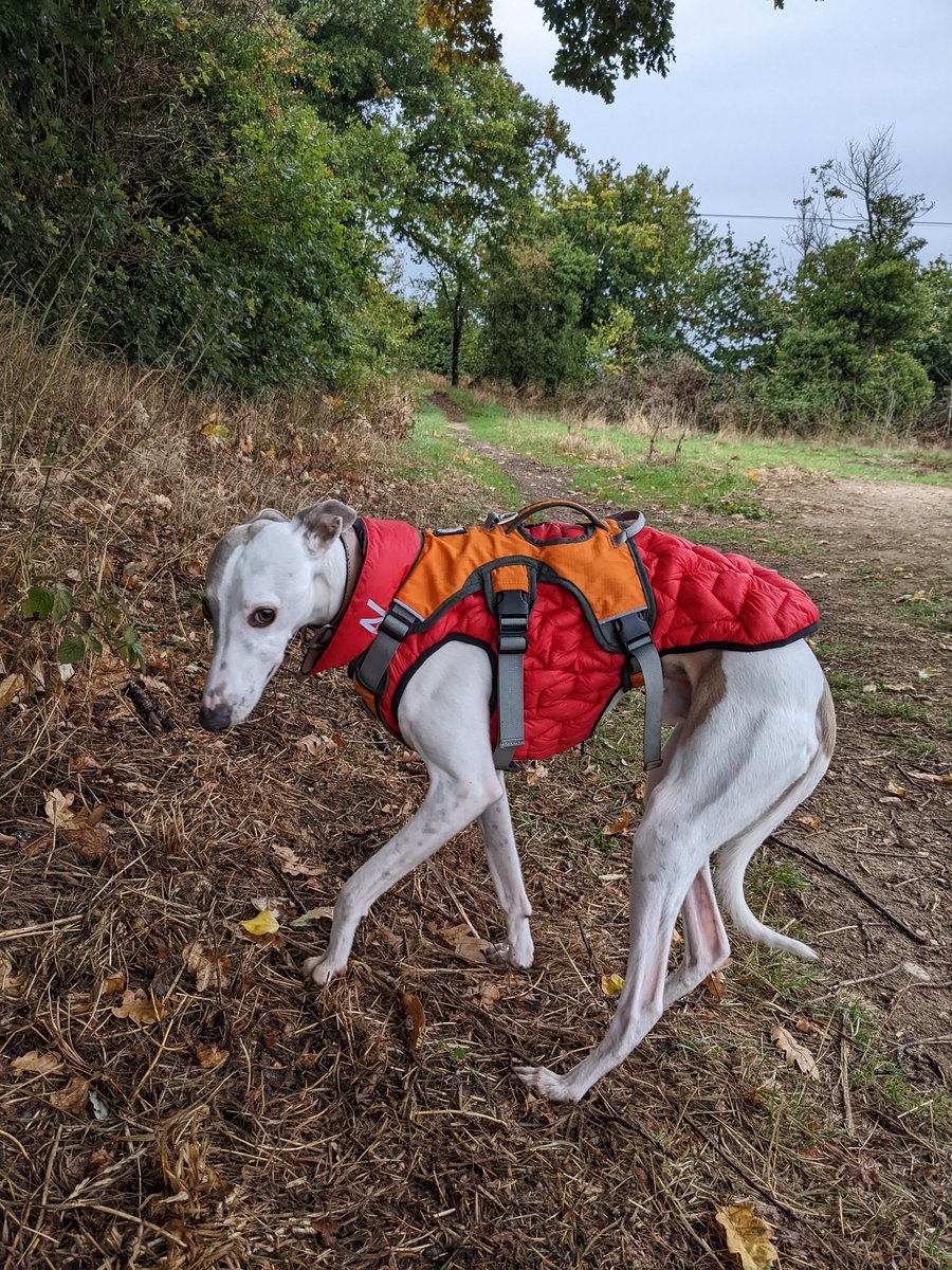 Kmmclayton's tweet photo. @chickadickadee I don't know if this will give the coverage you're after but #Wiggo has this Airy Vest UNI which is great. Very lightweight, has stretch so fits really well, keeps him warm and it's reversible. We got ours from Woofers and Barkers (Holt). https://t.co/Gq2qJijBKB