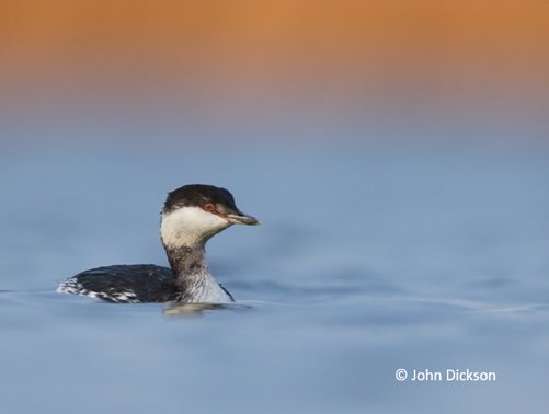 5/6 Results point to each survey being appropriate for a different suite of species based on species ecology e.g divers with a more offshore ecology were better detected by DAS whereas inshore species are better detected by citizen science VP surveys. #BOUasm22 #sesh1