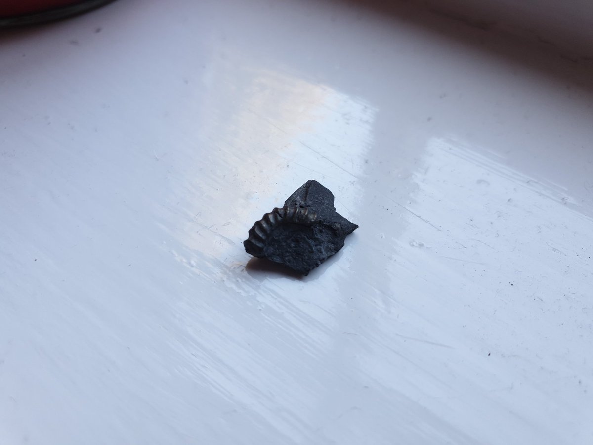 Chris Hassall (@katatrepsis) on Twitter photo My sole contribution to the <a href="/ExtinctionDTP/">Extinction Studies DTP (University of Leeds)</a> fossil hunt. Might just leave this to the PGRs, <a href="/Palaeo_Meghan/">Meghan Jenkinson</a> and <a href="/AlexDunhill/">Alex Dunhill</a>... My sole contribution to the <a href="/ExtinctionDTP/">Extinction Studies DTP (University of Leeds)</a> fossil hunt. Might just leave this to the PGRs, <a href="/Palaeo_Meghan/">Meghan Jenkinson</a> and <a href="/AlexDunhill/">Alex Dunhill</a>...