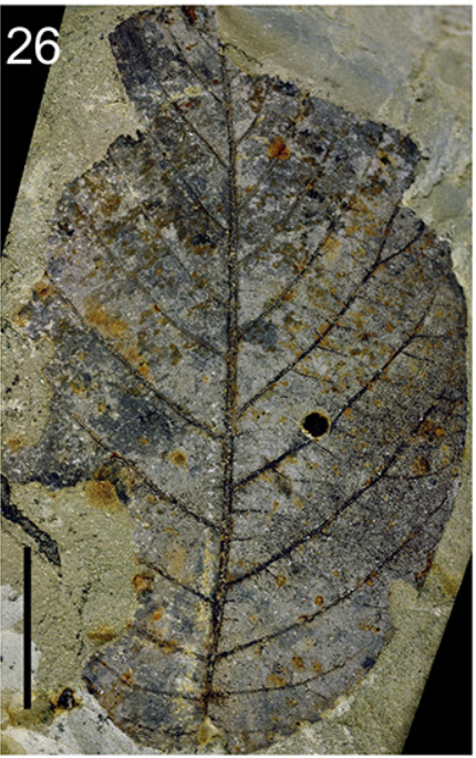 FossilBonanza's tweet photo. One way paleontologists can reconstruct ancient terrestrial ecosystems is by analyzing fossil leaf shape.  The leaves at the Spanish La Val fossil site tell us it was a warm climate with hot and dry summers.
#LeafWeek #Fossils
https://t.co/8TlLwawBEL https://t.co/TqphcZoCd3
