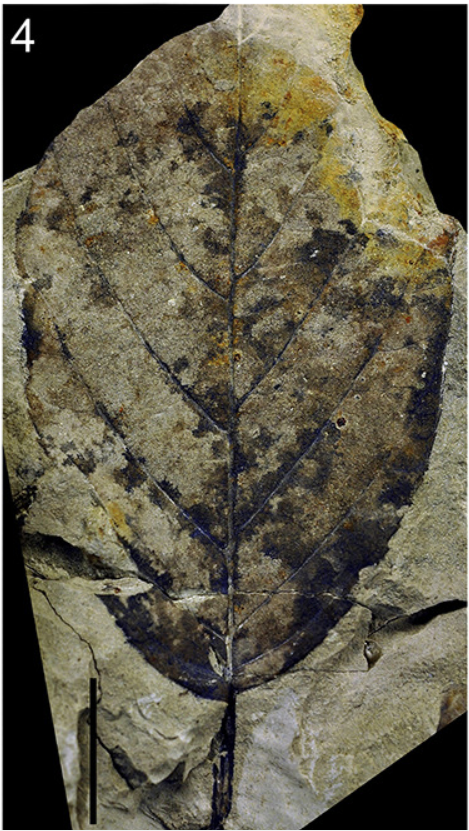 FossilBonanza's tweet photo. One way paleontologists can reconstruct ancient terrestrial ecosystems is by analyzing fossil leaf shape.  The leaves at the Spanish La Val fossil site tell us it was a warm climate with hot and dry summers.
#LeafWeek #Fossils
https://t.co/8TlLwawBEL https://t.co/TqphcZoCd3