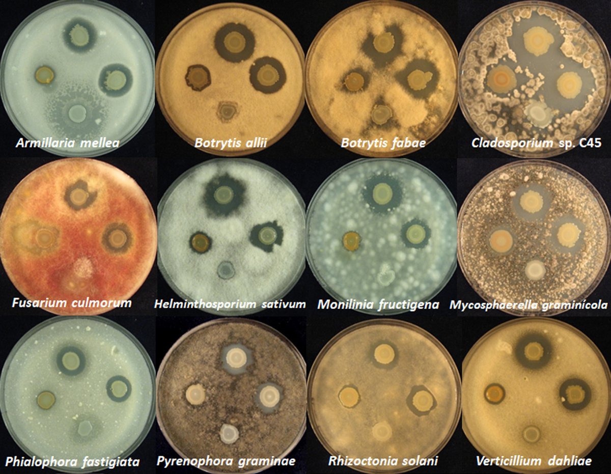 We describe in <a href="/mbiojournal/">mBio</a> the discovery of a new #antibiotic active against human and plant #pathogens. Its production is regulated by two #quorum sensing systems and enhanced under conditions that mimic the plant host. <a href="/QSPapers/">Quorum Sensing</a> <a href="/BlastMeetings/">BLAST Meetings</a> 
journals.asm.org/eprint/ZDCIXDA…
