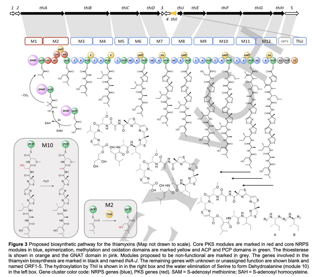 Enzyme Chemistry (@enzymechemistry) on Twitter photo Thiamyxins: Structure and #Biosynthesis of Myxobacterial RNA-Virus Inhibitors by P. Haack, K. Harmrolfs, <a href="/ChantalBader/">Chantal D. Bader</a>, R. Garcia, A. Gunesch, S. Haid, A. Popoff, A. Voltz, H. Kim, R. Bartenschlager, T. Pietschmann, R. Müller <a href="/Helmholtz_HIPS/">Antibiotikaforschung (inaktiv)</a> in <a href="/angew_chem/">Angewandte Chemie</a> onlinelibrary.wiley.com/doi/10.1002/an… Thiamyxins: Structure and #Biosynthesis of Myxobacterial RNA-Virus Inhibitors by P. Haack, K. Harmrolfs, <a href="/ChantalBader/">Chantal D. Bader</a>, R. Garcia, A. Gunesch, S. Haid, A. Popoff, A. Voltz, H. Kim, R. Bartenschlager, T. Pietschmann, R. Müller <a href="/Helmholtz_HIPS/">Antibiotikaforschung (inaktiv)</a> in <a href="/angew_chem/">Angewandte Chemie</a> onlinelibrary.wiley.com/doi/10.1002/an…