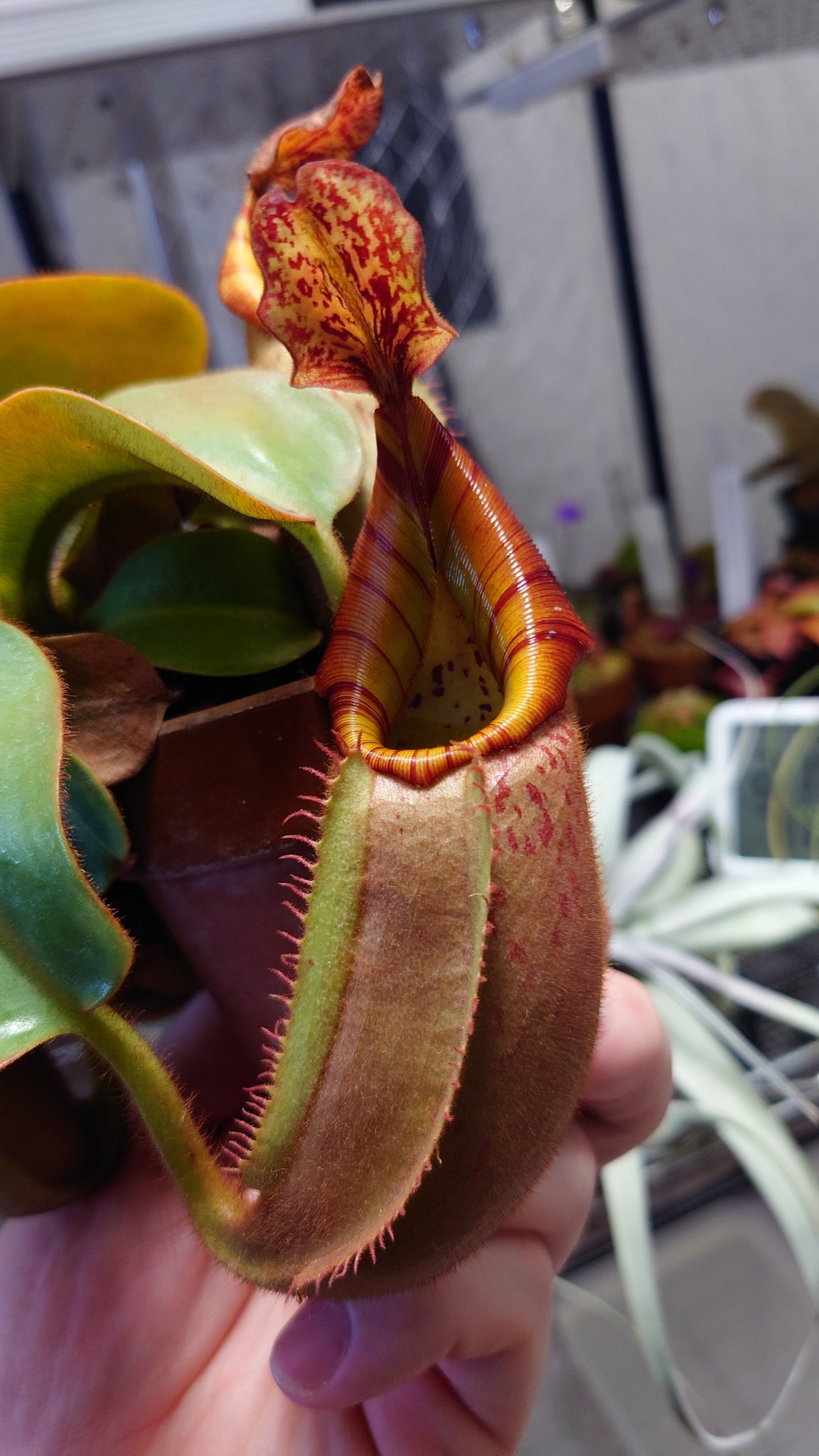 食虫植物N. mollis (ネペンテス モーリス)