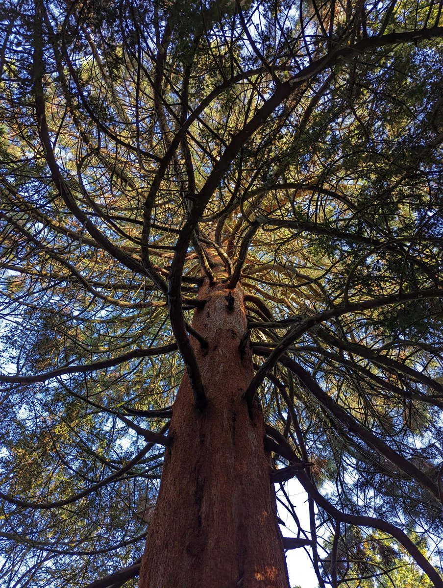 Another beast on the <a href="/shugboroughNT/">Shugborough</a> Hall estate. #treeclub 🌲