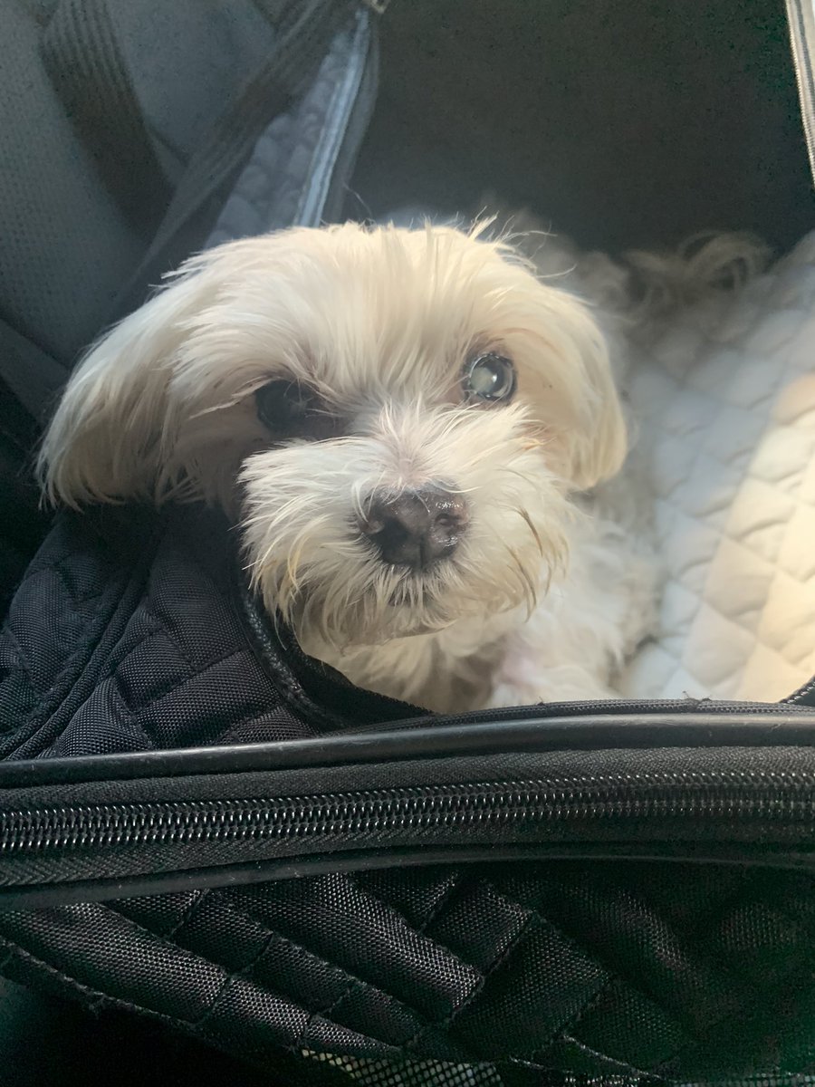 PuppyCapone's tweet photo. My beautiful boy crossed the rainbow bridge at 12:01am. I am devastated but grateful he is no longer suffering. https://t.co/D1hkoDiA4S