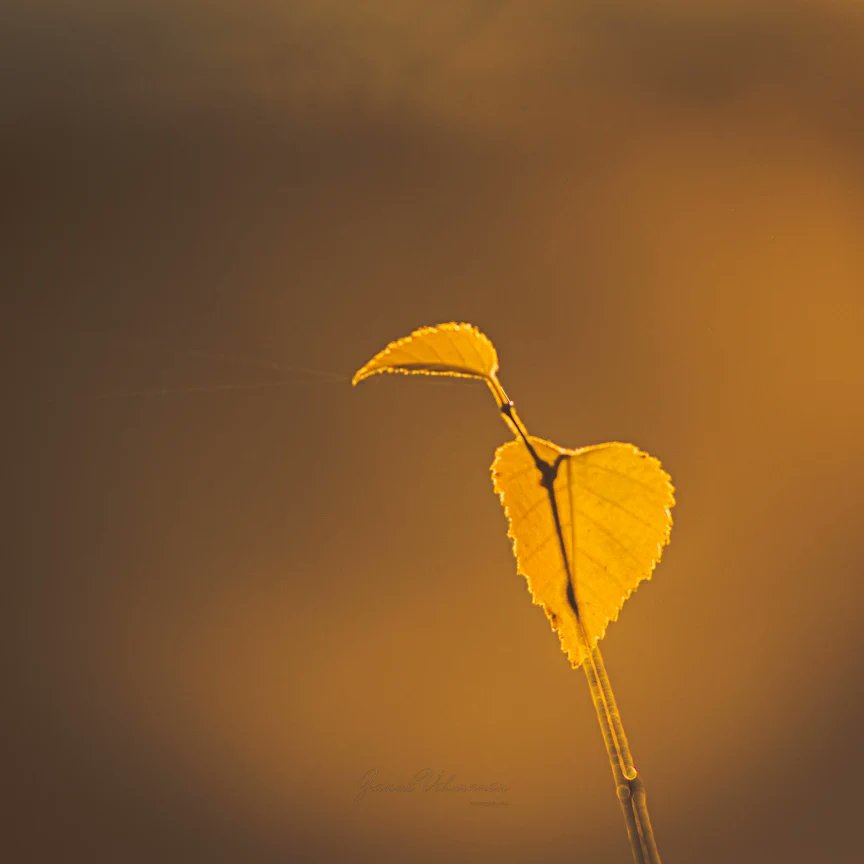 VehmanenJanne's tweet photo. Some autumn photos from weekend #nikonphotography  #landscape #Autumn #photography https://t.co/PFAfmGEbEG