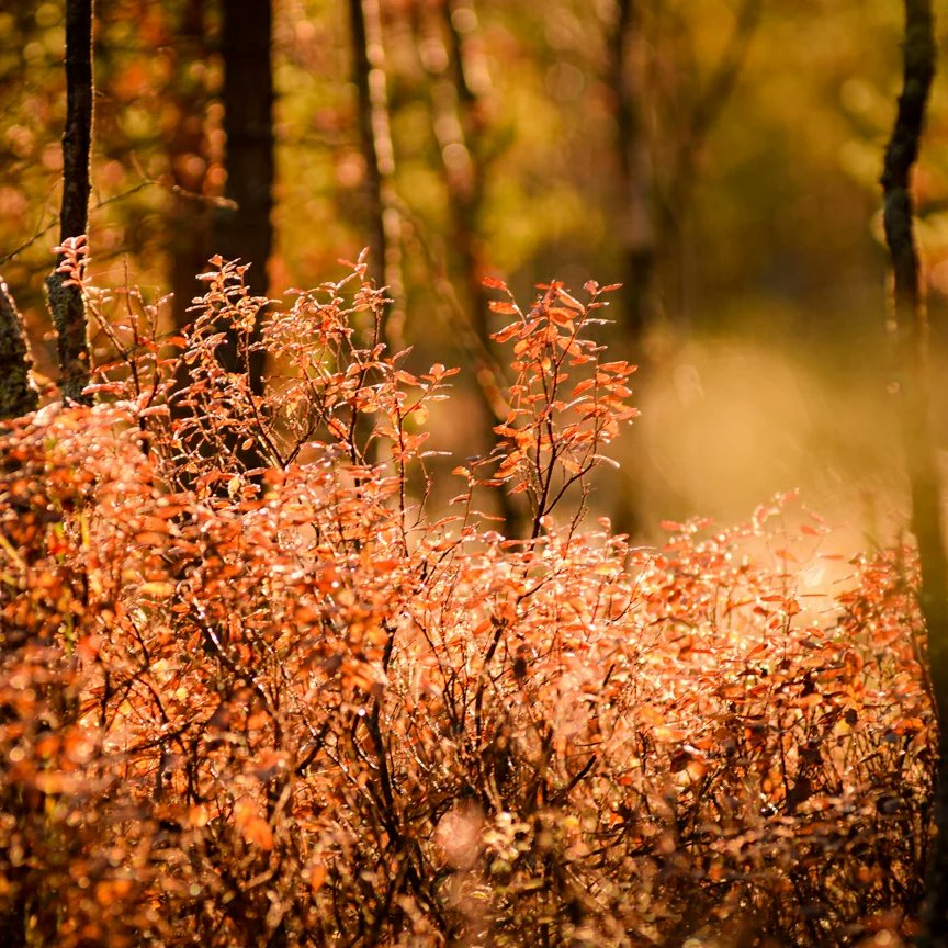 VehmanenJanne's tweet photo. Some autumn photos from weekend #nikonphotography  #landscape #Autumn #photography https://t.co/PFAfmGEbEG