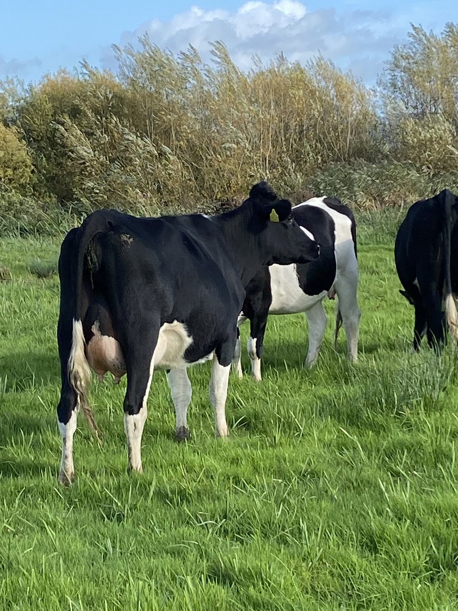 Joe Delves tweet media