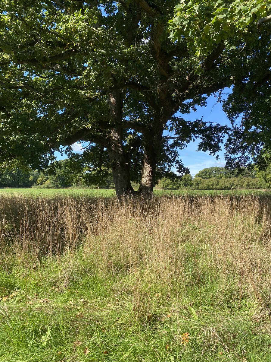 Joe Delves tweet media