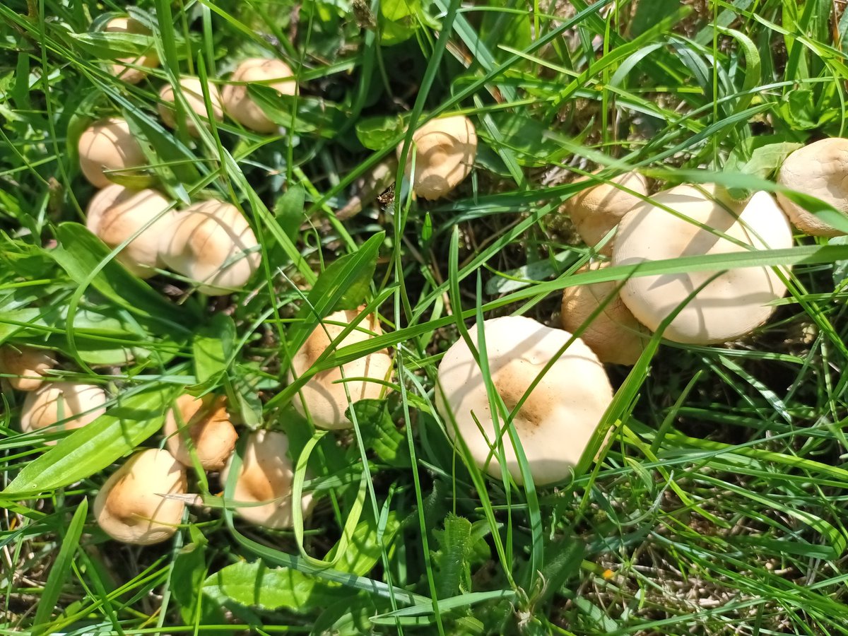 kristallnaach's tweet photo. Ich habe ja auch so ein paar kleine
#Pilze im 🧙♀️ #Hexenring 🍄 aber in
Nachbar's #Gärtchen22 stehen sie
mit riesengroßen Schirmen in Weiß..
Tausche (evtl.) #Nelkenschwindlung
gegen (viell.?) #Wiesenchampignon.. https://t.co/GmcSioEIId