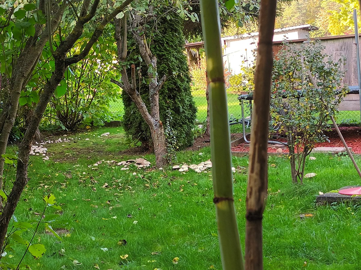 kristallnaach's tweet photo. Ich habe ja auch so ein paar kleine
#Pilze im 🧙♀️ #Hexenring 🍄 aber in
Nachbar's #Gärtchen22 stehen sie
mit riesengroßen Schirmen in Weiß..
Tausche (evtl.) #Nelkenschwindlung
gegen (viell.?) #Wiesenchampignon.. https://t.co/GmcSioEIId