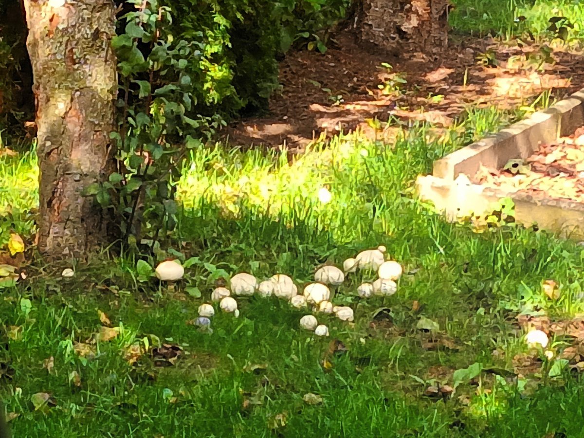 kristallnaach's tweet photo. Ich habe ja auch so ein paar kleine
#Pilze im 🧙♀️ #Hexenring 🍄 aber in
Nachbar's #Gärtchen22 stehen sie
mit riesengroßen Schirmen in Weiß..
Tausche (evtl.) #Nelkenschwindlung
gegen (viell.?) #Wiesenchampignon.. https://t.co/GmcSioEIId