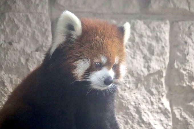 レッサーパンダのtwitterイラスト検索結果