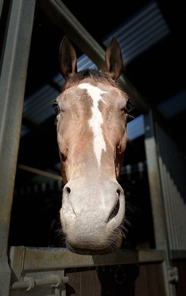 Fergal O'Brien Racing tweet media