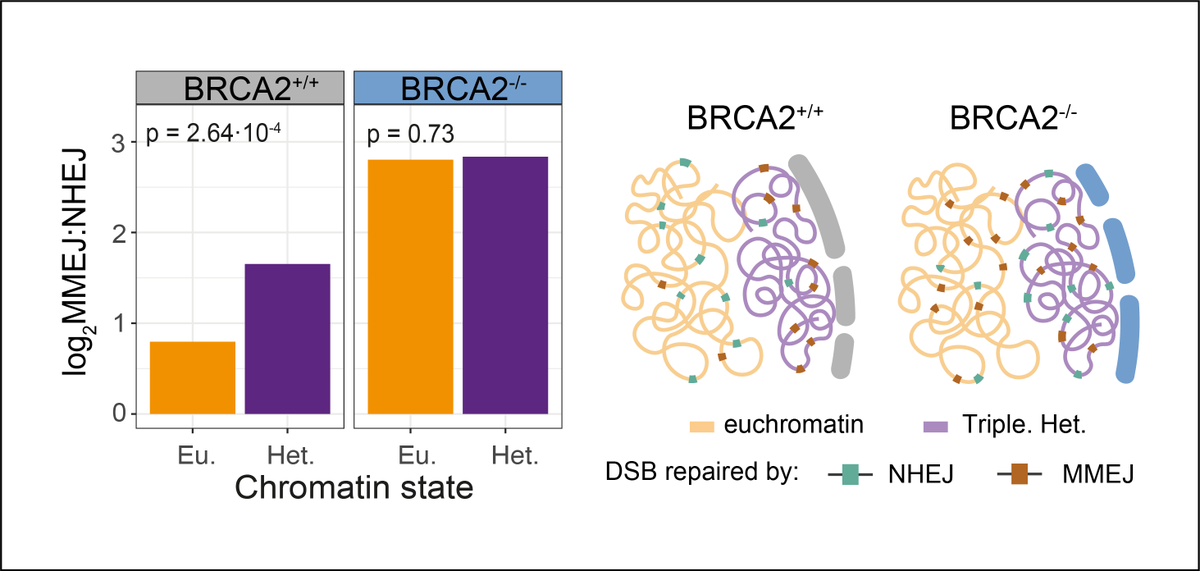 xvergara2's tweet photo. With the help of @MathijsSanders, we validated the BRCA2 CCD in tumors. Our screen, predicted that BRCA2 represses MMEJ (favor NHEJ) mainly in euchromatin. We found that MMEJ deletions increase mainly in euchromatin in BRCA2 mutant tumors. 6/7 https://t.co/0gicFZLGPb