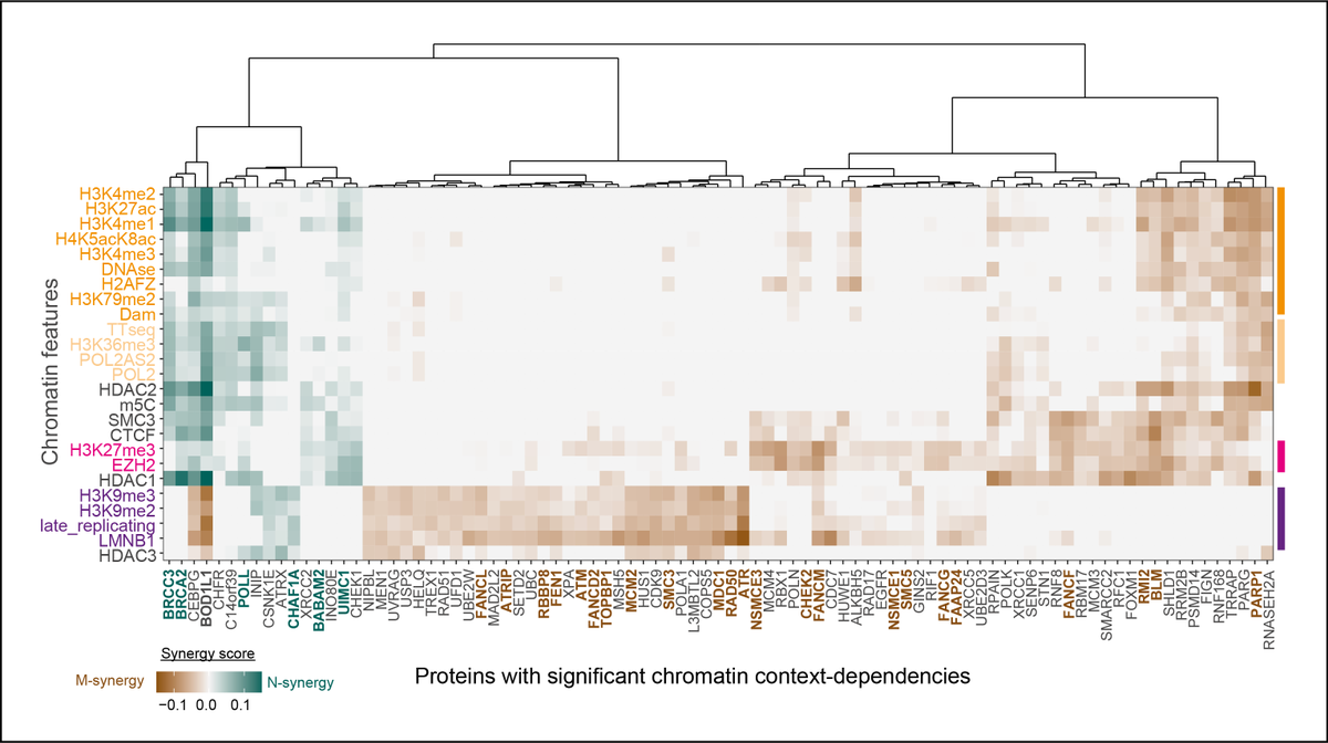 xvergara2's tweet photo. Does your favourite DNA repair protein have CCDs? Check the heatmap yourself! And do not hesitate to contact us with any doubt or comment. 7/7 https://t.co/s1pbyuqnt6