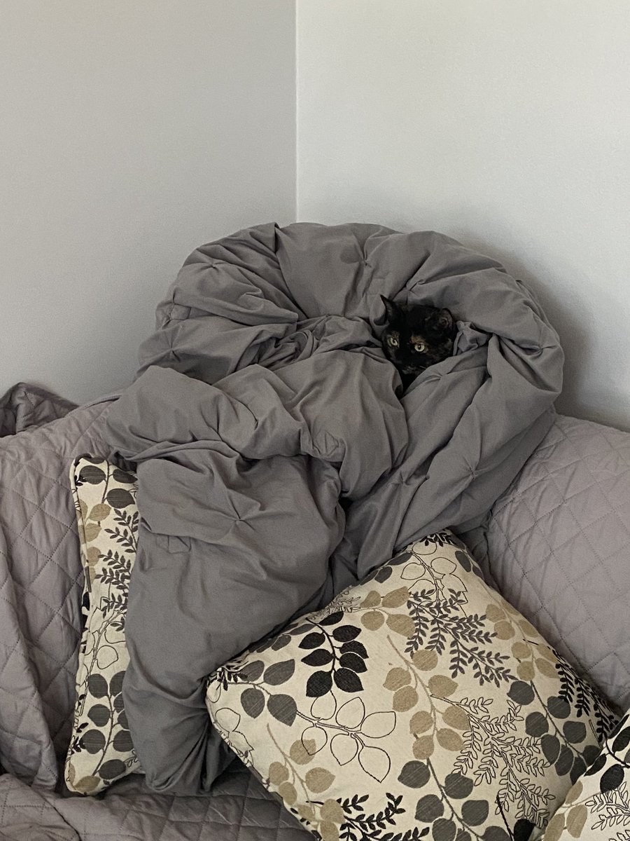 fhardcat's tweet photo. going blankie mode https://t.co/r8MwO6pu8I