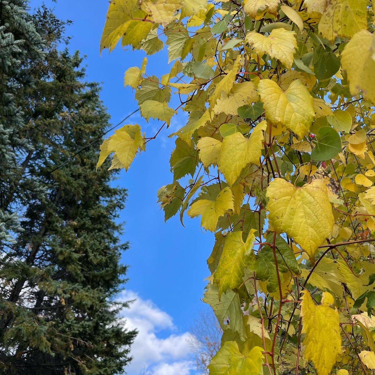 AlketKulla's tweet photo. Wishing You &amp; All Your Loved Ones a Happy Thanksgiving !   #happythanksgivng #thankyou #fall2022 https://t.co/XAZ4kamqEt