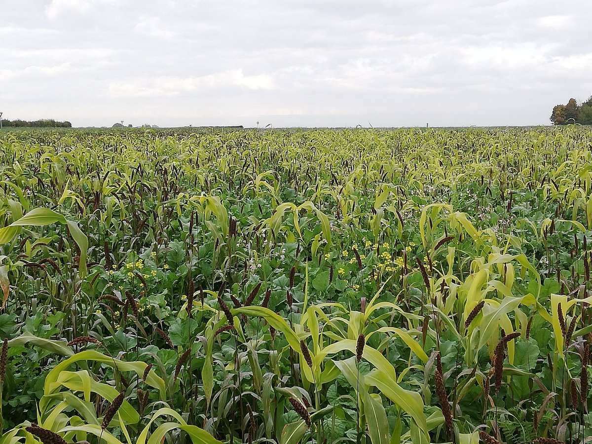 ServtecPvNORIA's tweet photo. Journée #optilab Cive d'été #methanisation
👉 bcp d'enseignements sur les techniques d'implantation et ls espèces ds le contexte chaud 🥵 et sec #été 2️⃣0️⃣2️⃣2️⃣
@noriapcoop @agrosolutions @RoblesNatalia @GuillaumeBOYET @SucNicolas @Cultivarlemag @ReneePREVOST80 @DelamareNoriap https://t.co/V1wYM5vqy7