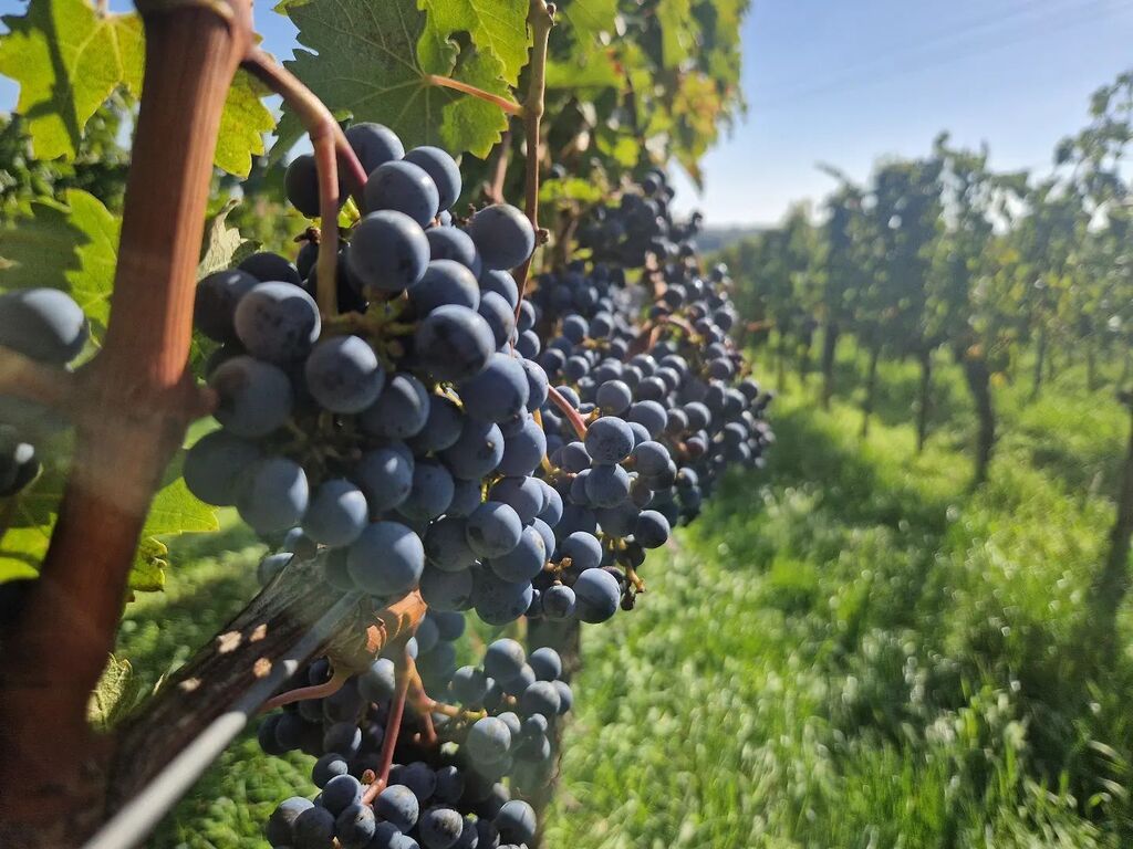 Letzter Lesetag. 🙂 Heute haben wir bei Kaiserwetter unsere letzten Trauben geernet. #cabernetsauvignon #harvest2022 #done #weingutrichter #feitigrichter #biowein #organcwine #bioland #siebeldingen #pfalz