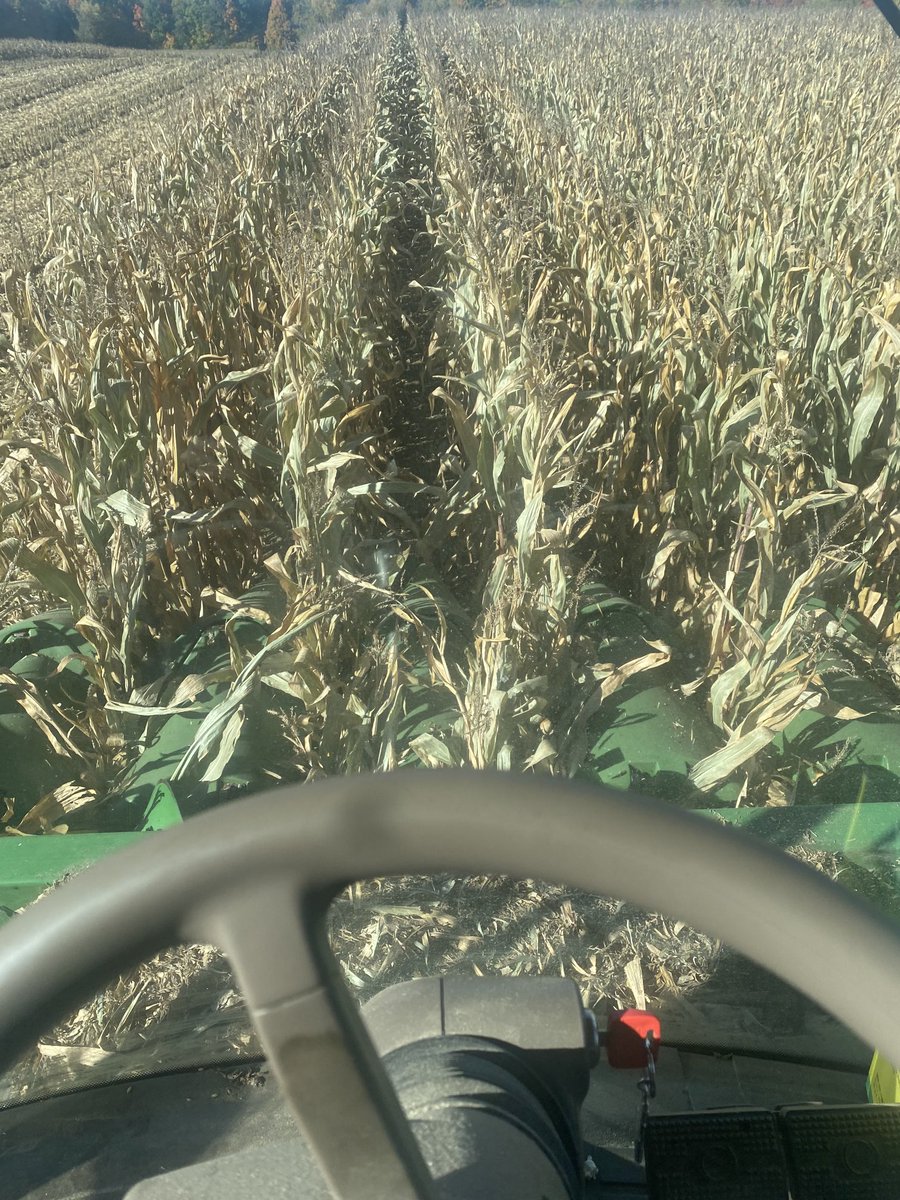 CornCob19's tweet photo. Took a break from beans to test some corn today https://t.co/P4ynQSsibn