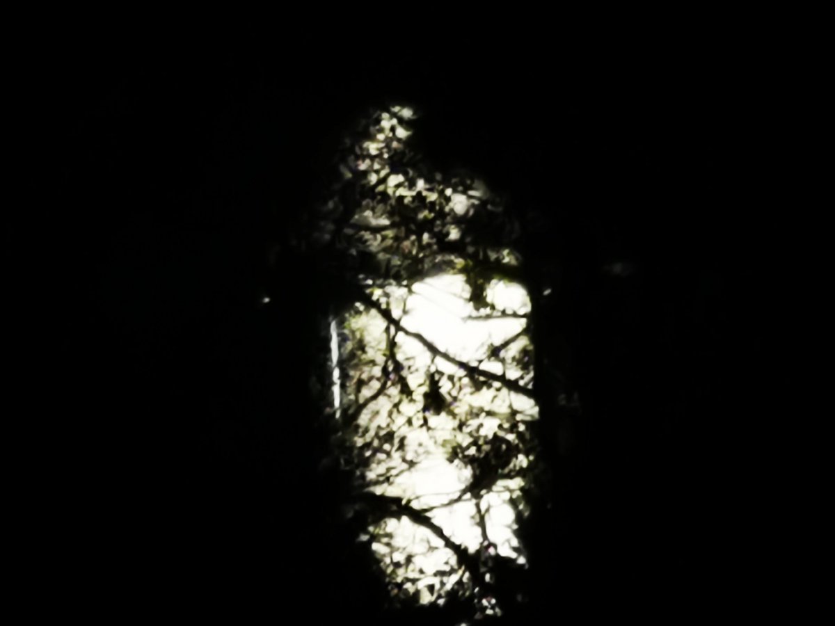 JackieGMs66's tweet photo. Chasing the moon #moon #fullmoon #HuntersMoon #Plymouth #moonlight #throughthetrees https://t.co/ukjhqFEUGf