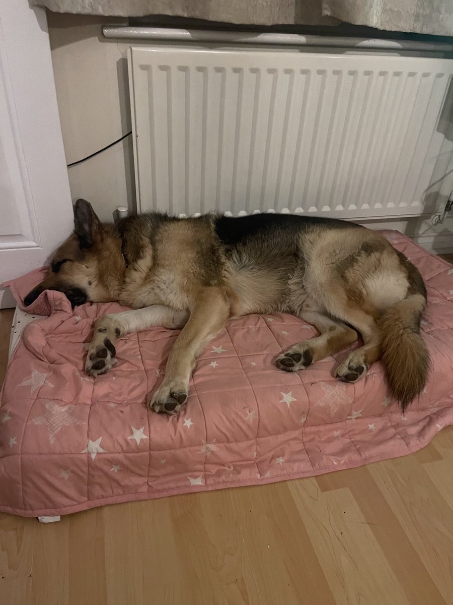 MrMatthewDean's tweet photo. So after #plastergate this morning we got home from work looking forward to our chicken dinner. Until we realised Exhibit A had scoffed the lot whilst it was defrosting. Upside was we had to order a cheeky Monday night Chinese so not all bad…. https://t.co/XHTfIUDqjg