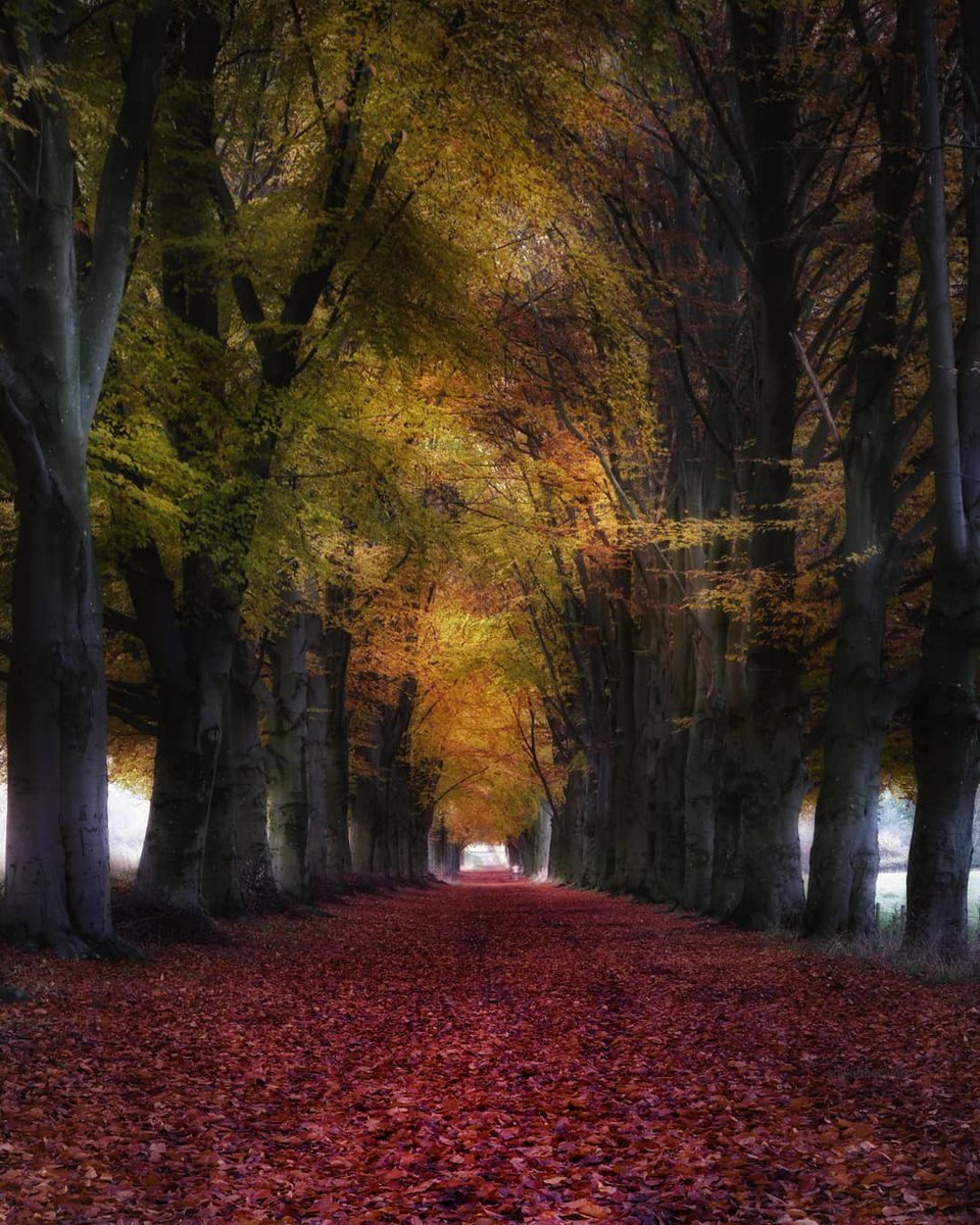 Autumn comes david. Autumn comes david