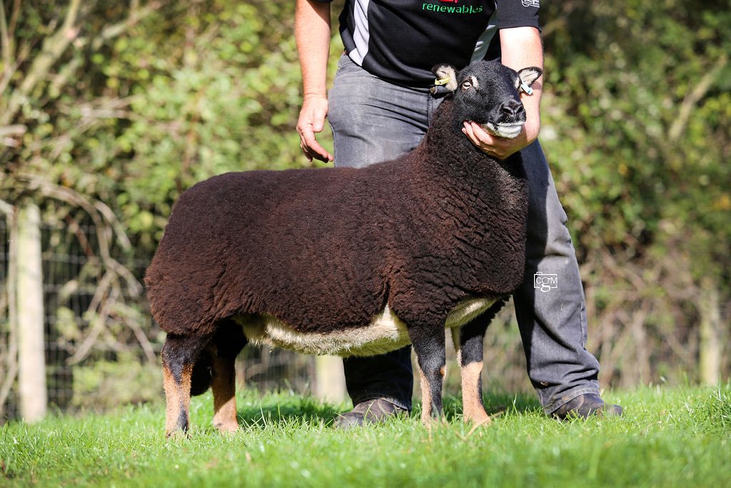 Enfys Williams tweet media