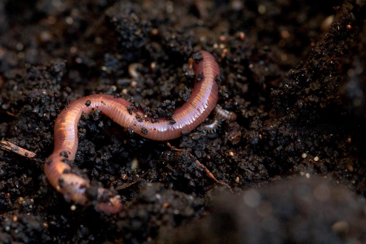 mysticmayor's tweet photo. WORM OF THE DAY #1: EARTHWORM

THIS BAD BOY IS MOST COMMONLY FOUND IN YOUR VERY OWN SOIL! THEY HELP AERATE THE EARTH AND BRING NUTRIENTS TO THE SURFACE!
THERE CAN BE OVER A MILLION OF THESE GUYS IN JUST ONE ACRE OF LAND!!!!

TUNE IN NEXT TIME FOR THE NEXT WORM OF THE DAY 💙 https://t.co/mXngy09ueF