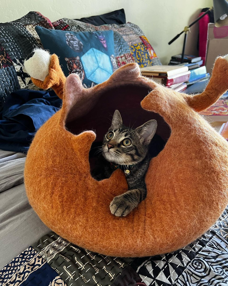 DwynMakesStuff's tweet photo. @marquisele This is Cramble Egg, who is named after a typo I once saw in a menu that made me laugh. We mostly call him Cramble, which also works great as a verb when he's running around, making trouble. We describe it as crambling around. An appropriately chaotic name for a chaos kitten https://t.co/epPFw7FDd8