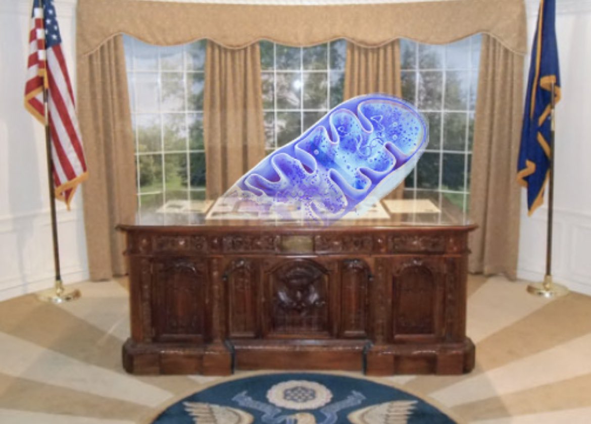 MsMitochondrion's tweet photo. Just finished a meeting on generating chemical energy! Turns out… I’m the best at it!! Vote Michelle 2022 https://t.co/zkVhGmQDnR