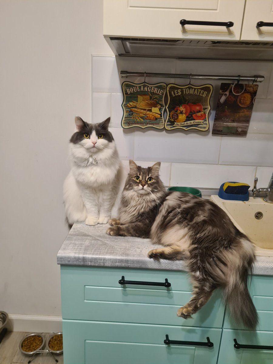 Вино я так и не выпила. Налила, долго смотрела в бокал и все. Зато коты требовали внеплановых вкусняшек. Жопы меховые
#CatsOfTwitter #котики_наркотики