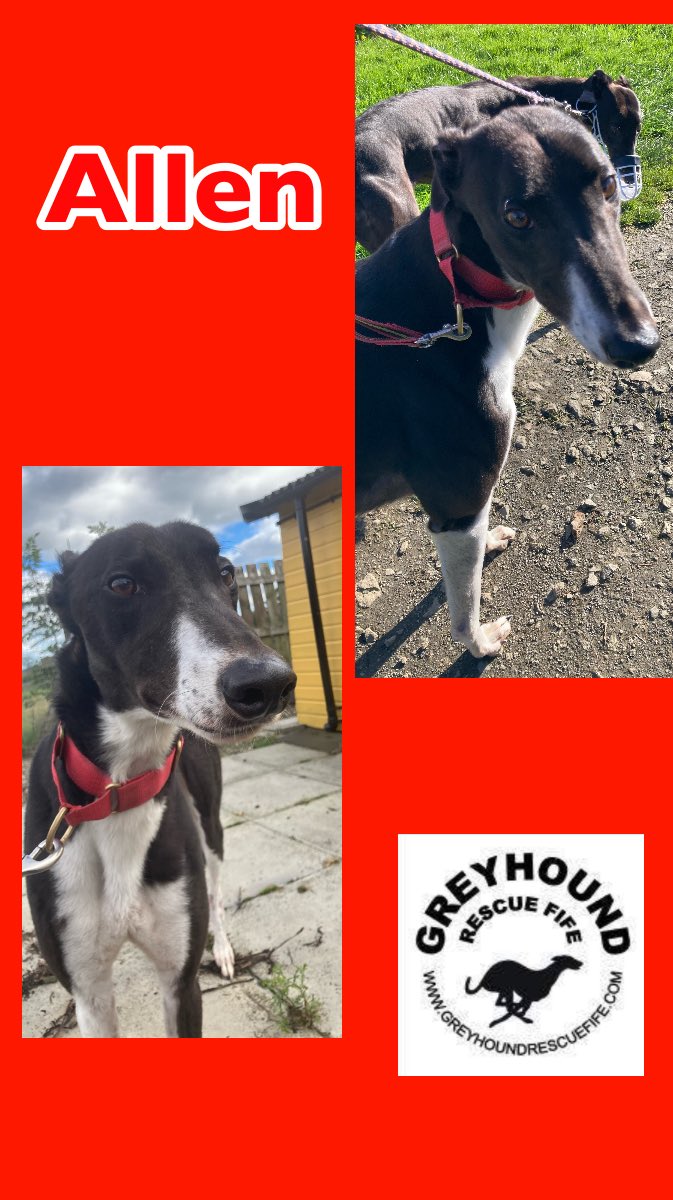 Adorable Allen is 2yrs old. He is V friendly with most #Greyhounds 
walks gr8 on a lead. He loves his #walkies #Sniffari He also has the cutest ears💙 For more details to #Adopt Allen or a #RescueGreyhound call Celia :07826 244765 for an app & more info. #AdoptDontShop #k9hour
