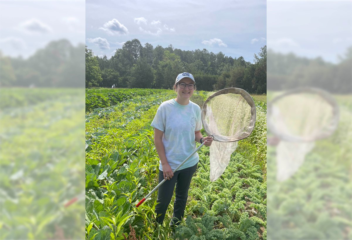 🔎 This week, we're highlighting researchers across the College as part of #UNCResearchWeek.
Meet Madison Milotte, a junior biology and environmental sciences double major who spent their summer studying cabbage white butterfly development in relation to temperature change. (1/5)