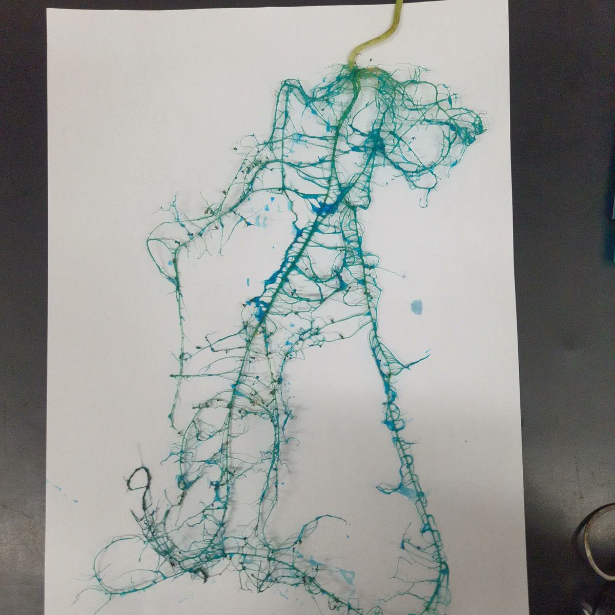 Moreno__B's tweet photo. It's amazing to study plant genetics. Look at this gorgeous #commonbean root infested with #nematodes!
It is rewarding to see your experiment going exactly as you planned. https://t.co/ZoO6DukAit